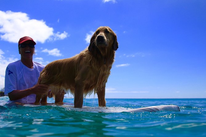 Dog on surfboard in Oahu