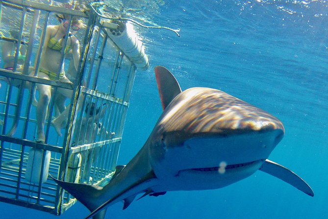 Shark Cage Tour Oahu