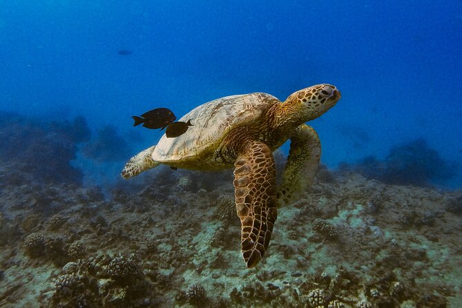 Turtle Snorkel Tour in Oahu