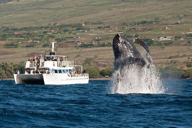Favorite Oahu Whale Watch! (2 Hour Tour! Ala Wai Harbor, Oahu