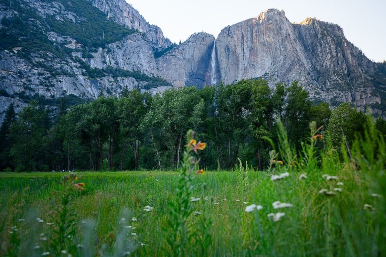 photo of wildflowers in Yosemite Valley with Upper Yosemite Falls in the background